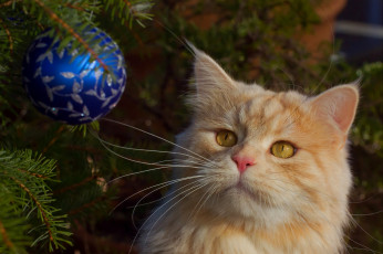 Картинка животные коты усы кошка рыжий кот шарик игрушка мордочка
