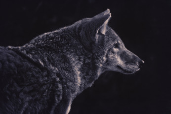 Картинка животные волки +койоты +шакалы хищник профиль волк