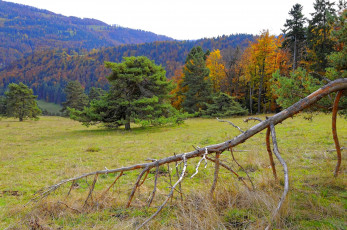 Картинка природа пейзажи осень лес поле