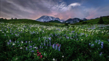 Картинка природа луга цветы трава горы