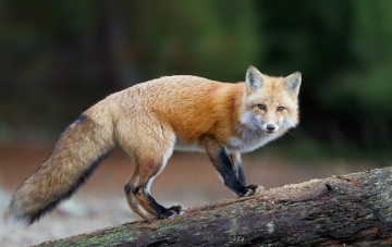 Картинка животные лисы лис хищник взгляд хвост рыжая лисица