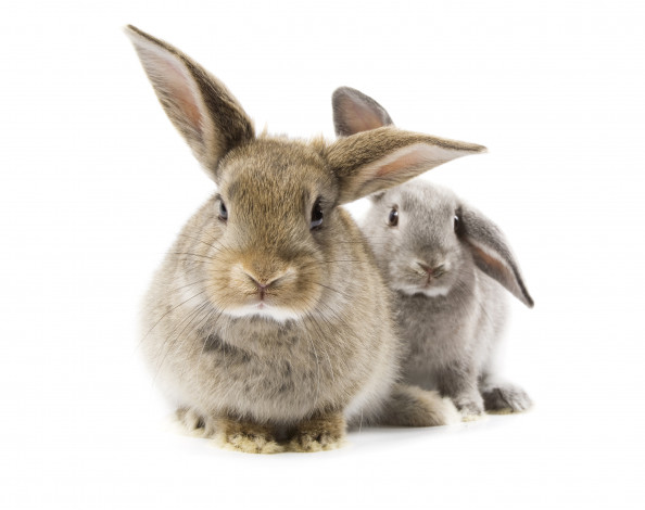 Обои картинки фото животные, кролики,  зайцы, пара, серые