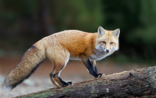 Обои картинки фото животные, лисы, лис, хищник, взгляд, хвост, рыжая, лисица
