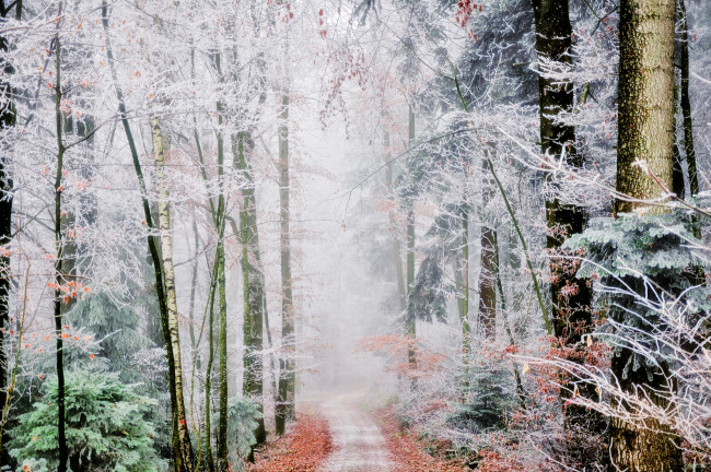Обои картинки фото природа, лес, туман, иней, тропинка