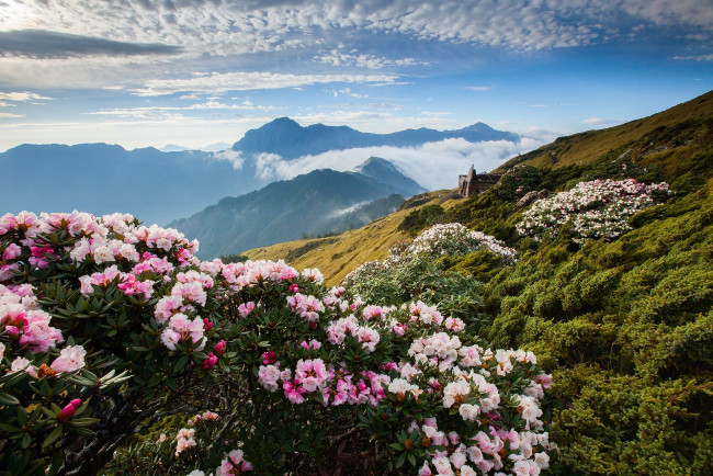 Обои картинки фото природа, горы, азалия, рододендрон, цветы, облака