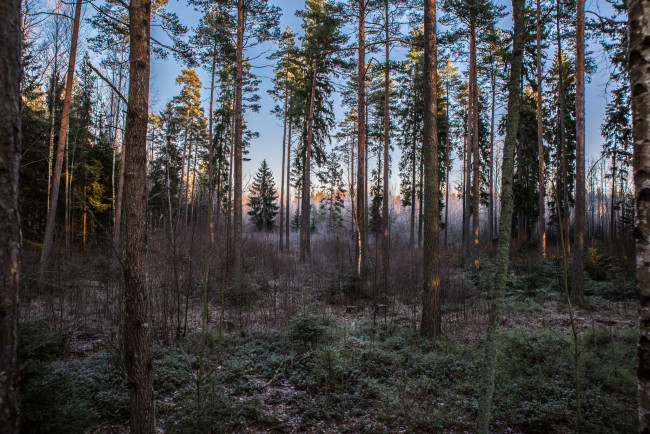 Обои картинки фото природа, лес, туман, ельник
