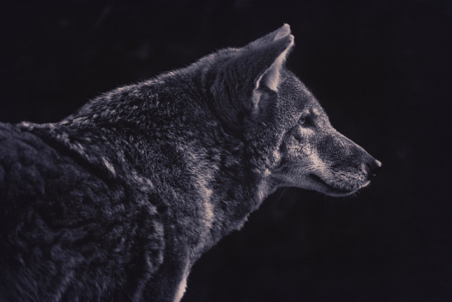 Обои картинки фото животные, волки,  койоты,  шакалы, хищник, профиль, волк