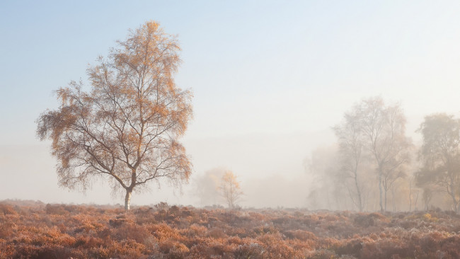 Обои картинки фото природа, деревья, дерево, утро, туман