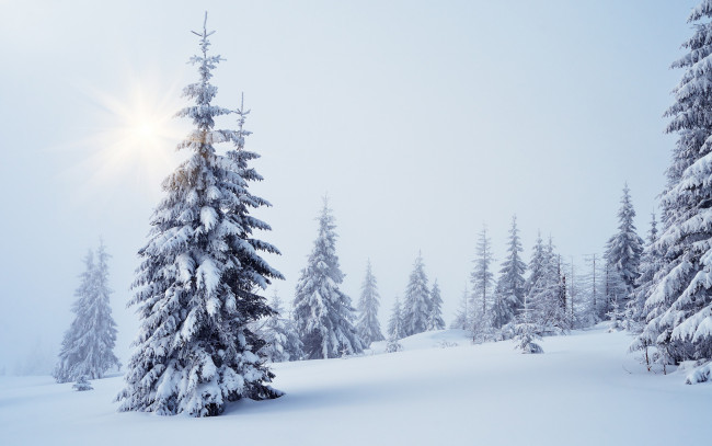 Обои картинки фото природа, зима, деревья, снег, ели