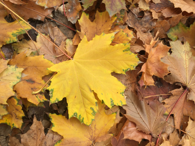 Обои картинки фото природа, листья, осень, фон, colorful, клен