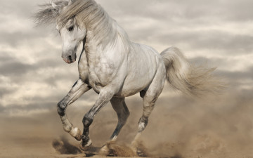Картинка животные лошади конь белый пыль песок тучи