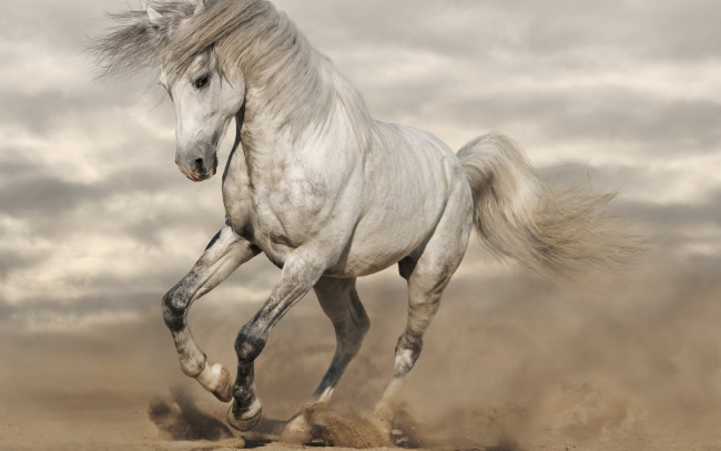 Обои картинки фото животные, лошади, конь, белый, пыль, песок, тучи