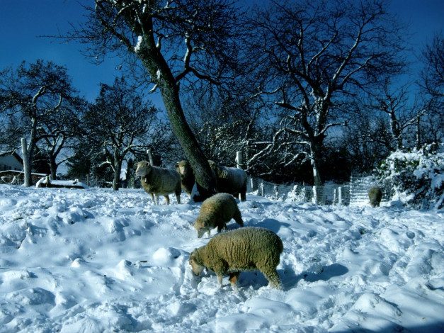 Обои картинки фото животные, овцы, бараны