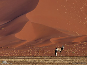 Картинка животные антилопы антилопа саблерогая орикс газель