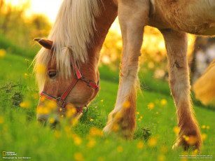 Картинка животные лошади лошадь конь