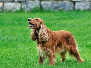 Картинка животные собаки спаниель собака трава