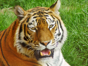 Картинка животные тигры тигр портрет