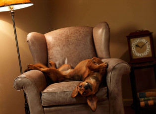 Картинка животные собаки собака кресло часы