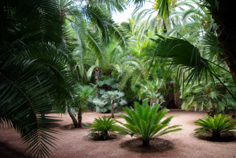 Картинка природа тропики пальмы экзотика