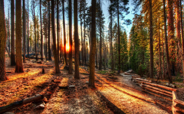 Картинка природа восходы закаты лес hdr солнце деревья