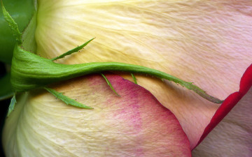 Картинка цветы розы обои стебель макро роза