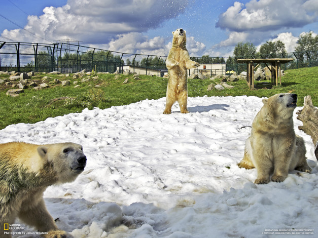 Обои картинки фото животные, медведи, медведь, снег