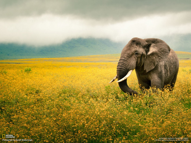 Обои картинки фото животные, слоны, слон, пейзаж