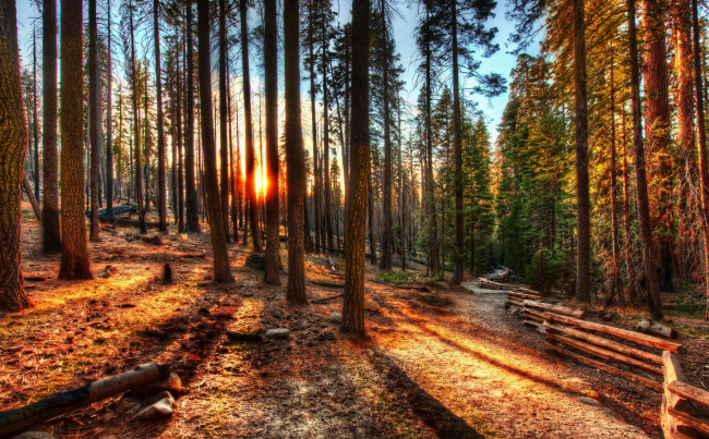 Обои картинки фото природа, восходы, закаты, лес, hdr, солнце, деревья