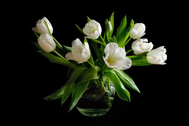 Обои картинки фото цветы, тюльпаны, ваза, белые