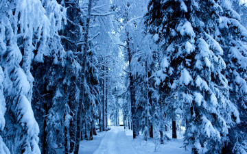 Картинка природа зима снег ели дорога