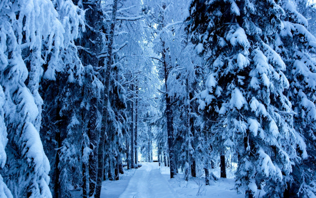 Обои картинки фото природа, зима, снег, ели, дорога