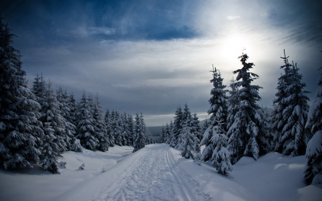 Обои картинки фото природа, зима, снег, ели, небо