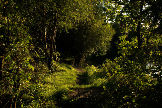 Обои картинки фото horwich, англия, природа, лес
