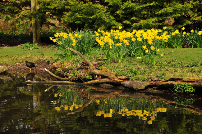 Обои картинки фото horwich, англия, природа, парк, цветы, ручей, растения