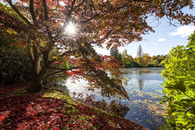 Обои картинки фото природа, реки, озера, дерево, солнце, вода, осень