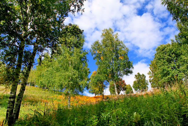 Обои картинки фото хакасия, природа, деревья, березы, трава