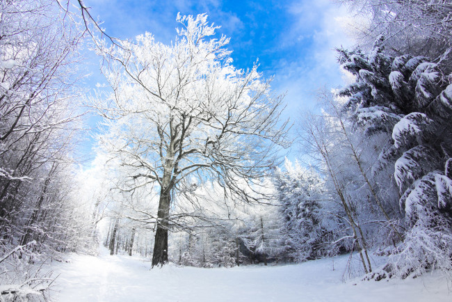 Обои картинки фото природа, зима, германия, лес, снег, небо, деревья, felix, schmidt, photography
