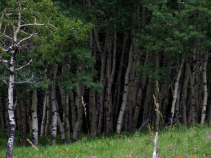 Картинка природа лес березы