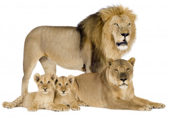 Картинка животные львы детеныши
