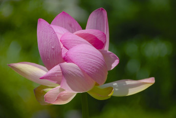 Картинка цветы лотосы лоотос