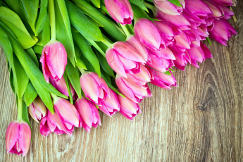 обоя цветы, тюльпаны, розовый, бутоны
