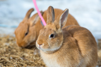 Картинка животные кролики +зайцы заяц