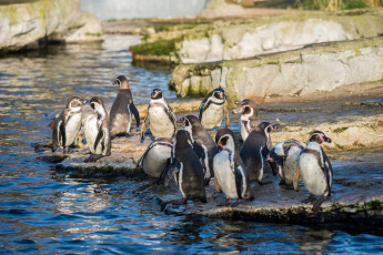 Картинка животные пингвины колония вода камни стая