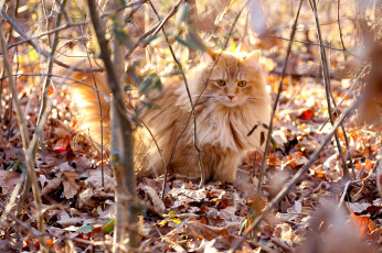 Картинка животные коты рыжий кот сухие ветки листья свет пушистый