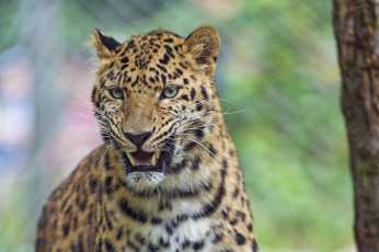 Картинка животные леопарды оскал морда угроза леопард злость клыки
