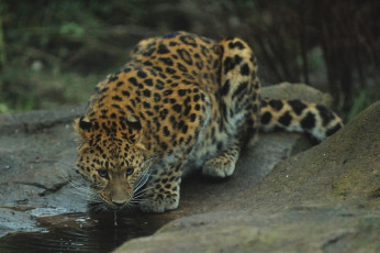 Картинка животные леопарды водопой