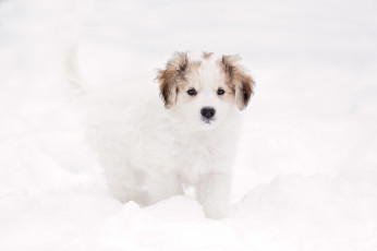 Картинка животные собаки собака снег