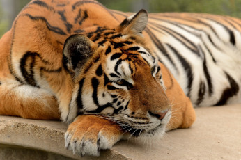 Картинка животные тигры дремлет отдых морда тигр