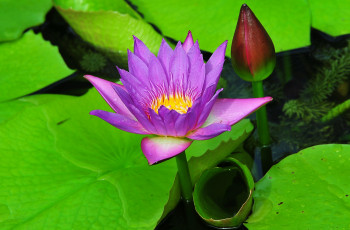 Картинка цветы лилии+водяные +нимфеи +кувшинки листья вода лотос