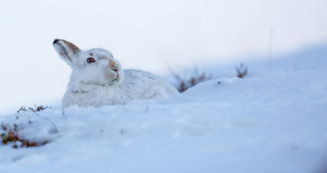 Картинка животные кролики +зайцы заяц снег